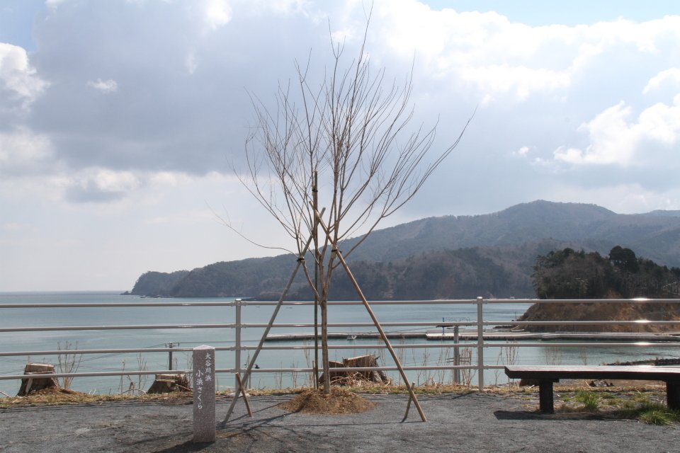 touhoku_sakuranamiki.JPG